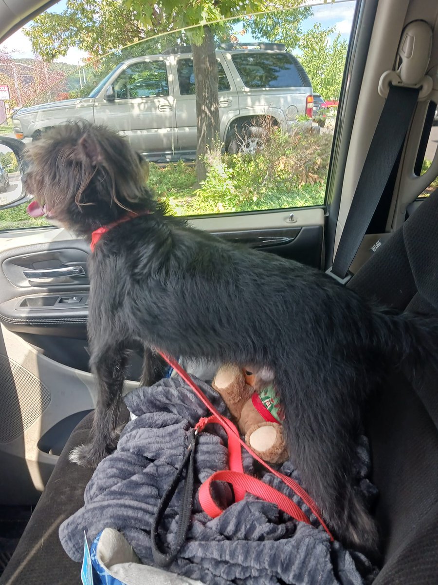 PoundHoundsResQ's tweet photo. Ok #MOREISMORE. More #freedompics!
Giuseppe was a stray that was brought to the NYCACC in the beginning of August. He was extremely fearful and avoidant. He was very uncomfortable and needed a savior. One came. One of our own volunteers saved this guy. https://t.co/cneC50kkhy