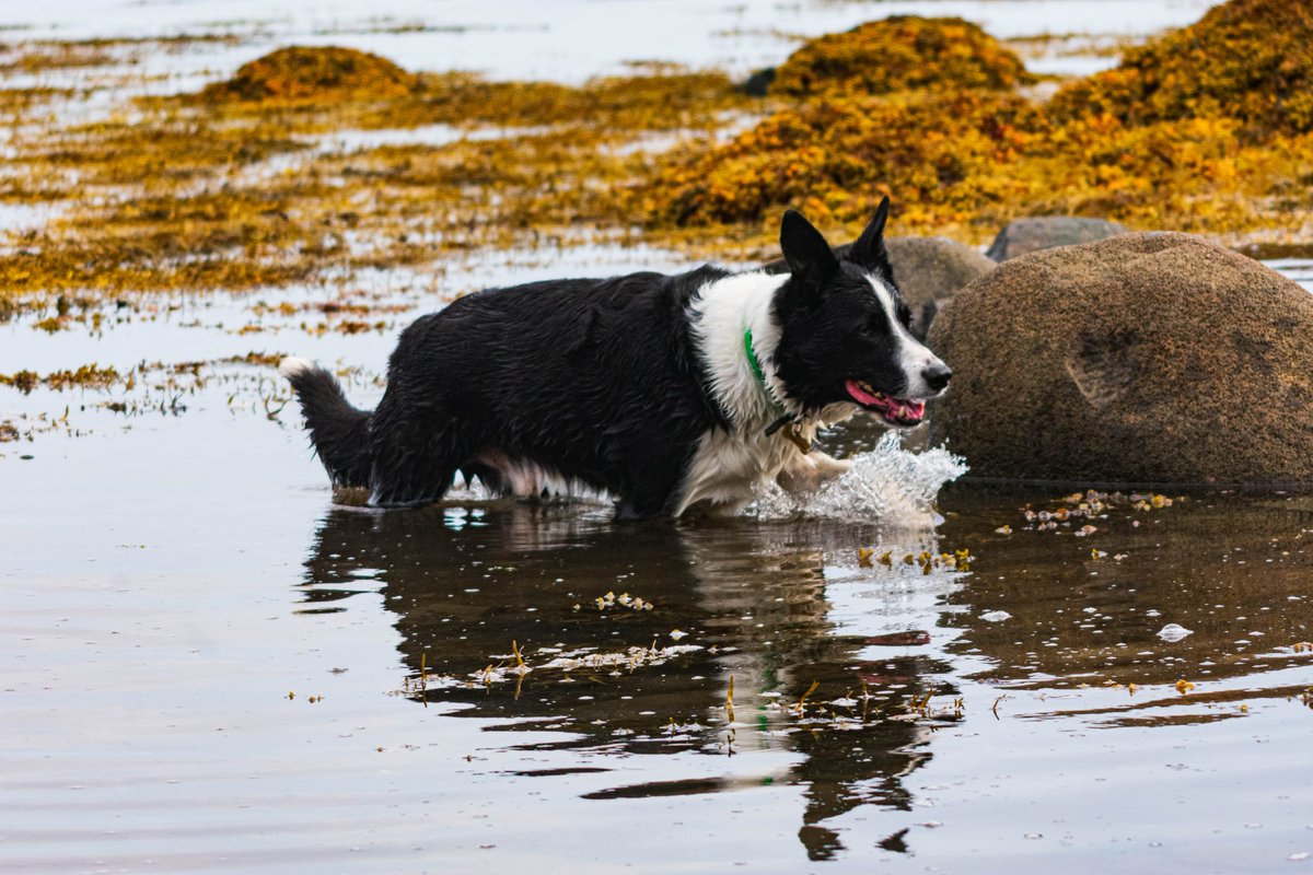 Amos&Merlymoo 🌈😭🖤🐾🤍 tweet media