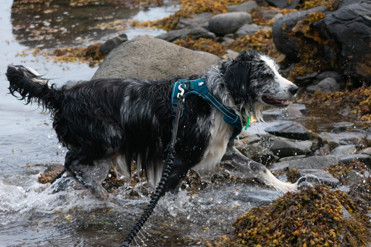 Amos&Merlymoo 🌈😭🖤🐾🤍 tweet media