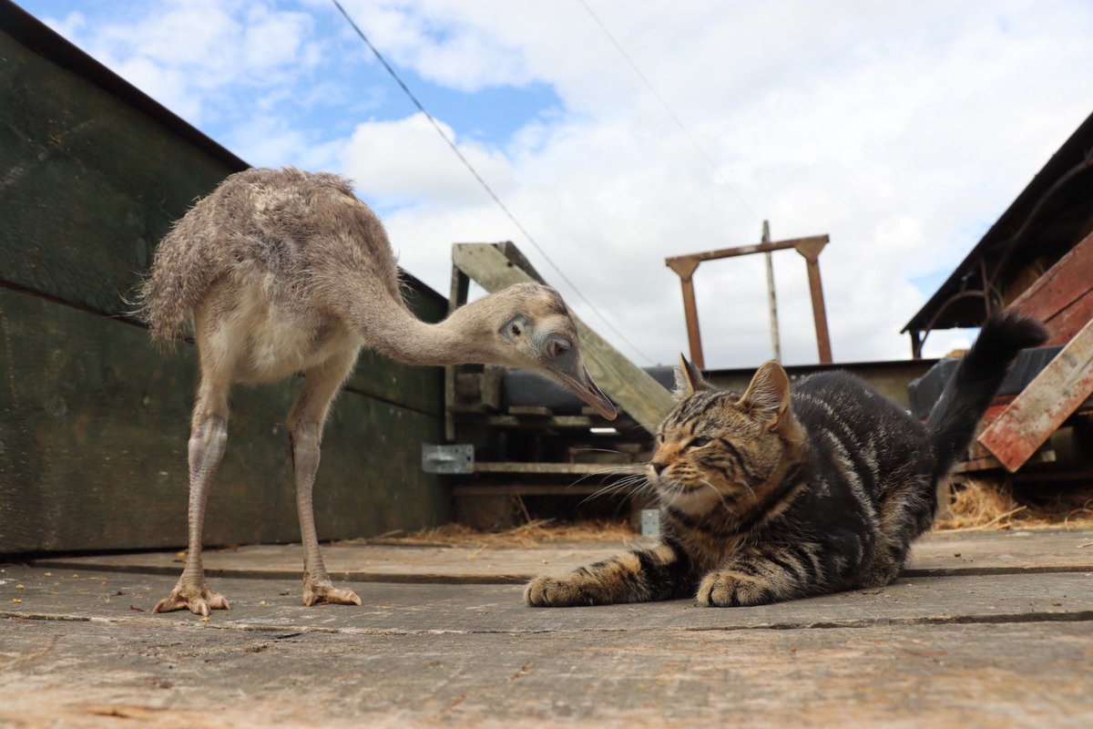 Farmily_buckets's tweet photo. Maybe not instant friends, but hopefully friends in the making. 

#caenhillcc #franktherhea #velcropumpkinthecat #rheachick #kitten #animalfriends #caturday #caturdayvibes #futurefriends https://t.co/73Nutu3XlZ