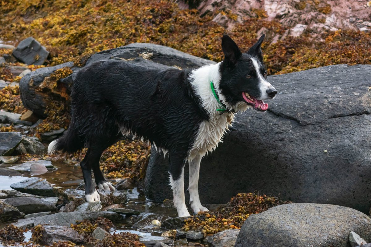 Amos&Merlymoo 🌈😭🖤🐾🤍 tweet media