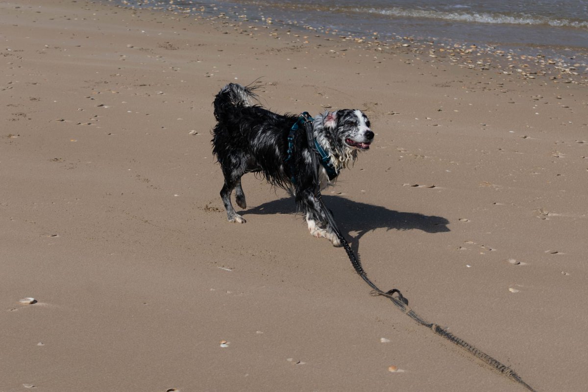 Amos&Merlymoo 🌈😭🖤🐾🤍 tweet media