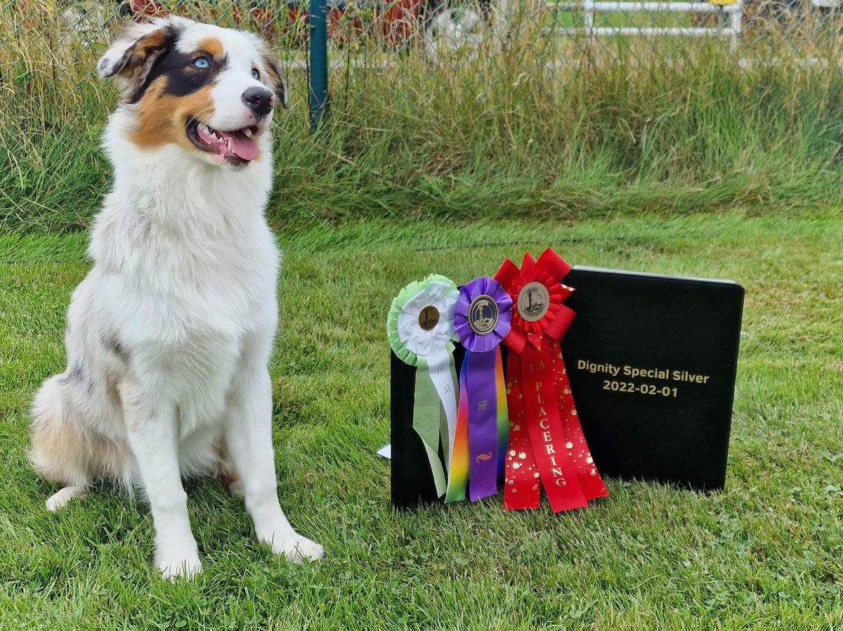 noobypums's tweet photo. Puppy class 6-9 Months ! 1Place, HP, BIM! https://t.co/xk7Z0hpuR6