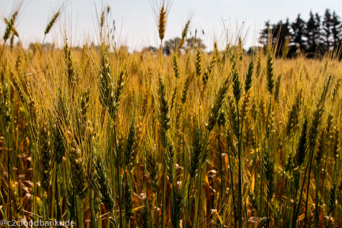 c2cfoodbankride's tweet photo. In the land of cereal grains...

#c2cfoodbankride #supportyourlocalfoodbank #supportcanadianagriculture #thisisour🇨🇦 https://t.co/1bSDFn67ml