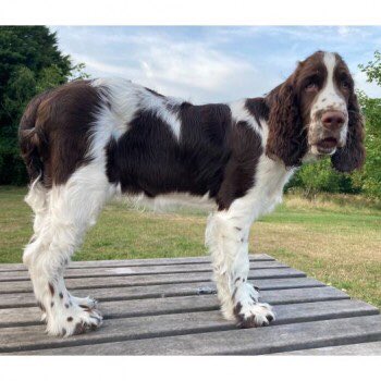 ❌STOLEN❌ Male Liver/White English Springer Spaniel taken from
High Rd, #Leavesden, Watford
#WD25
☎️07827290041 #PetTheftArmy pls share #FarAndWide #lostdog #missing #spaniel #pettheft #stolendog #help