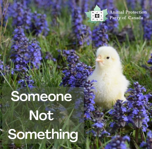 AnimalProtectCA's tweet photo. Animals are on this Earth for a purpose that is beyond their use to humans.🐥💜🐮🐽🐔💚
#compassionatepolitics #govegan #plantbased #friendnotfood #vegan #forksoverknives #cdnpoli https://t.co/ti0EXIb5MP
