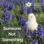 Photo by AnimalProtectPartyCA (@AnimalProtectCA)