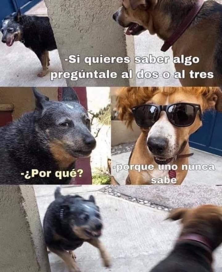 DiloConPerritos's tweet photo. 🤣🤣🤣🤣🤣🤣🤣🤣🤣🤣 https://t.co/esYYX1FxN8