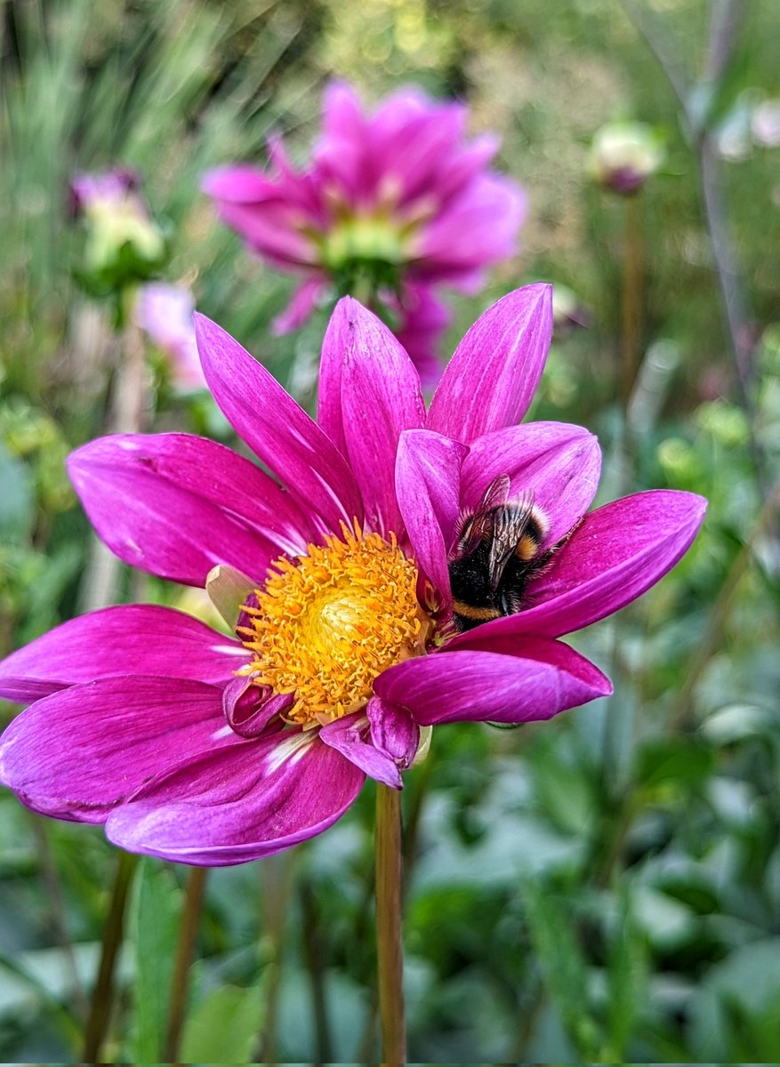 QuietCountryL's tweet photo. ✨That after Sunday lunch feeling but Saturday #gardening #Pollen https://t.co/HRsUBE0zmN