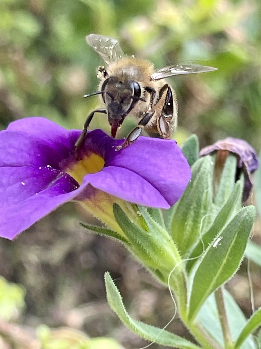ChristinaRoot11's tweet photo. #savethebees https://t.co/emqRvkYsDJ