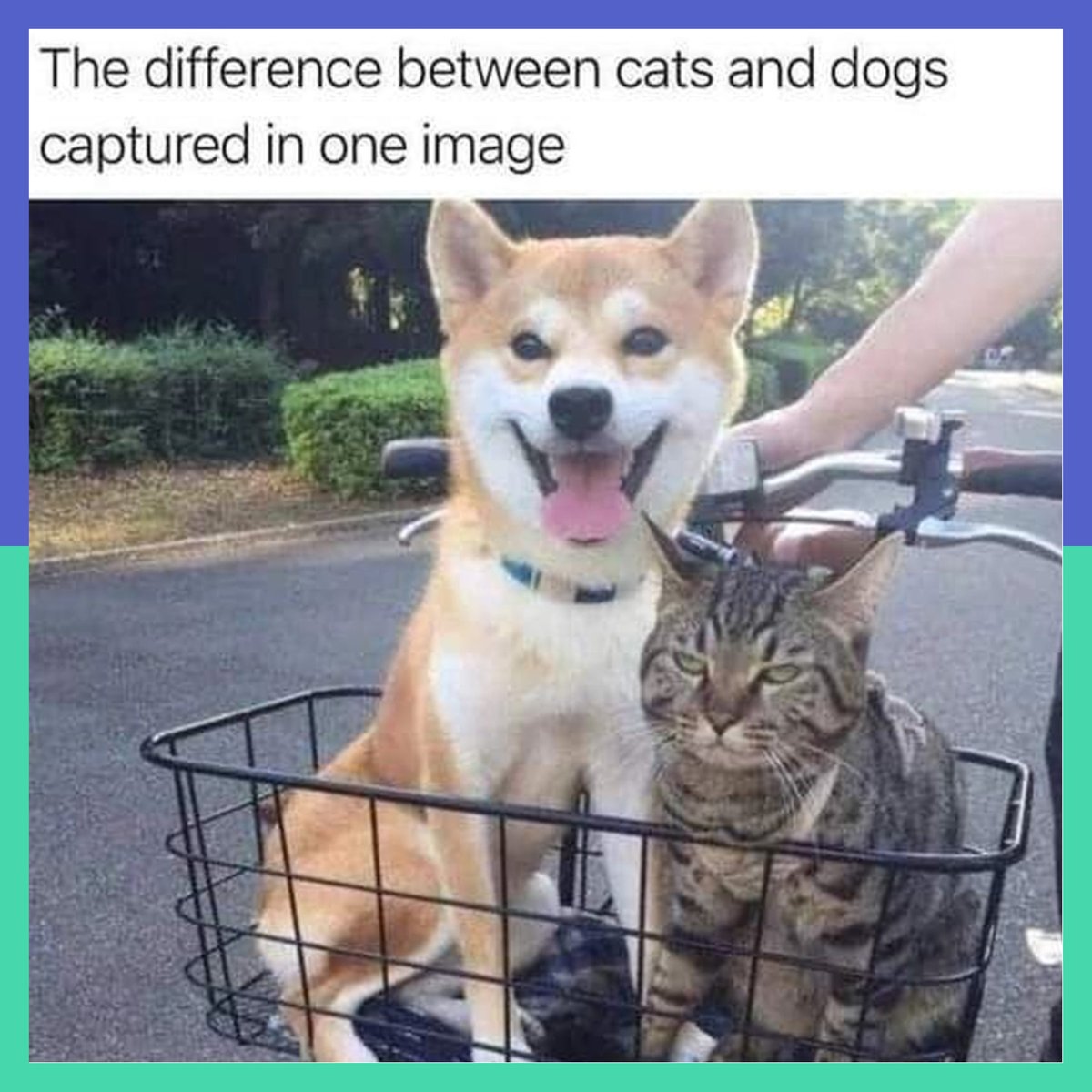 CuddleClones's tweet photo. What do we think, #CuddleClones community? #Trueorfalse? 😆
---
#cuddleclone #customstuffedanimal #dog #dogs #dogmemes #pet #pets #petmemes #cat #cats #catmemes https://t.co/XgRhD4eKbE