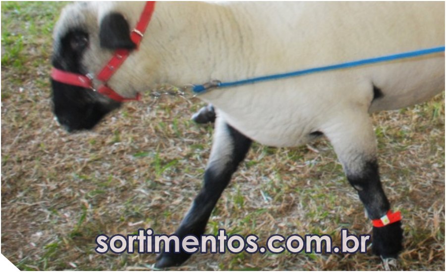 sortimentos's tweet image. Arco na Expointer 2022: criadores e cabanheiros exibem 892 ovinos de 15 raças
sortimentos.com.br/feira-expointe…

#Expointer #Expointer2022 #FeiraExpointer #FeiradeAgropecuária #Agronegócio #Esteio #RioGrandedoSul #Agropecuária 
#Arco #criadores #cabanheiros #CriadoresdeOvinos #Ovinocultura