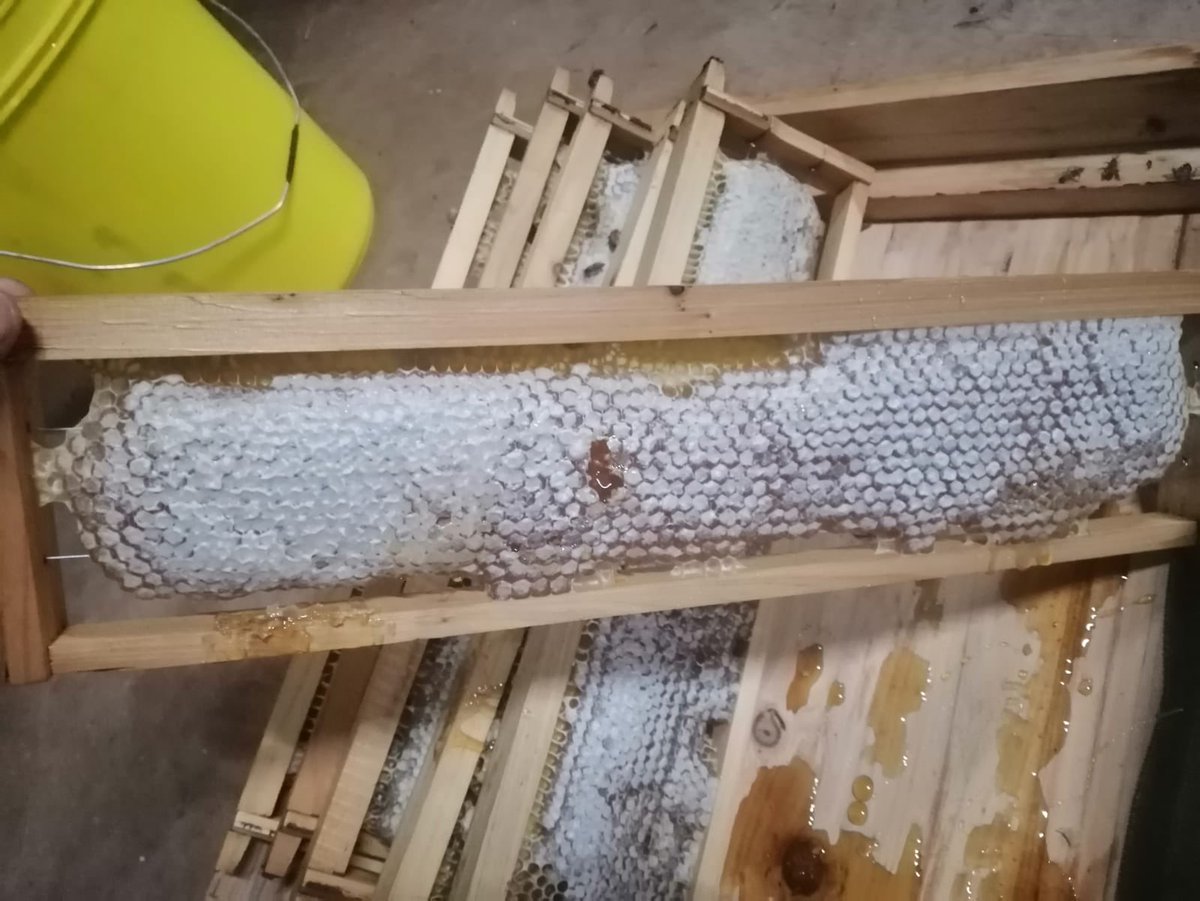 TheHiveAfrica's tweet photo. π₯ Apiary management of beeπ hives and inspection services π available at the beekeeker's location.Simply dial π±π 0706349748 | 0731905263 #BEEKEPERSHOMEINAFRICA #HIVEMANAGEMENT #THEHIVELTD https://t.co/VkVVXOmHWh