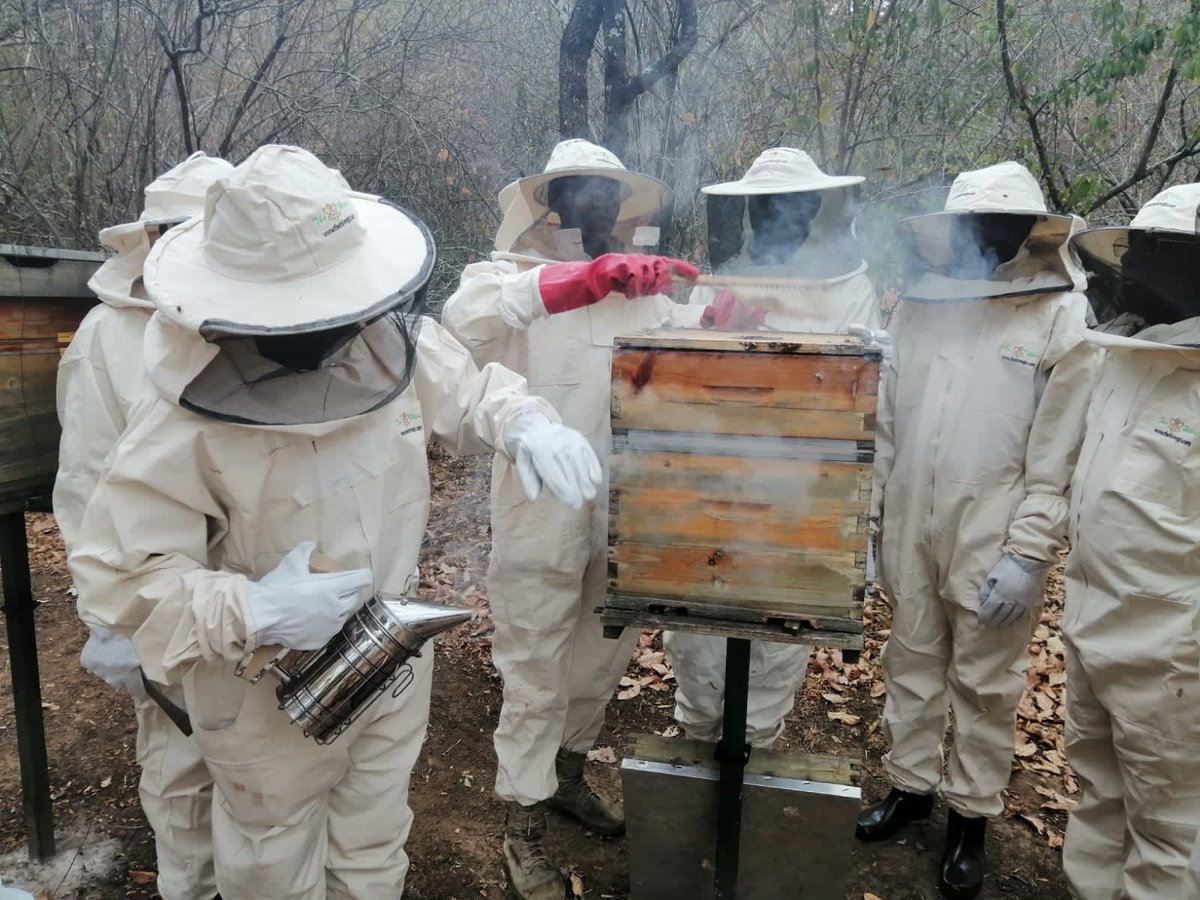 TheHiveAfrica's tweet photo. π₯ Apiary management of beeπ hives and inspection services π available at the beekeeker's location.Simply dial π±π 0706349748 | 0731905263 #BEEKEPERSHOMEINAFRICA #HIVEMANAGEMENT #THEHIVELTD https://t.co/VkVVXOmHWh
