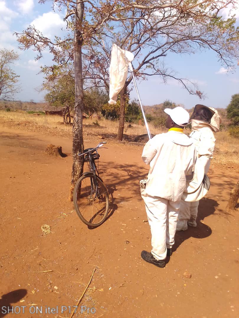 TheHiveAfrica's tweet photo. π₯ Apiary management of beeπ hives and inspection services π available at the beekeeker's location.Simply dial π±π 0706349748 | 0731905263 #BEEKEPERSHOMEINAFRICA #HIVEMANAGEMENT #THEHIVELTD https://t.co/VkVVXOmHWh