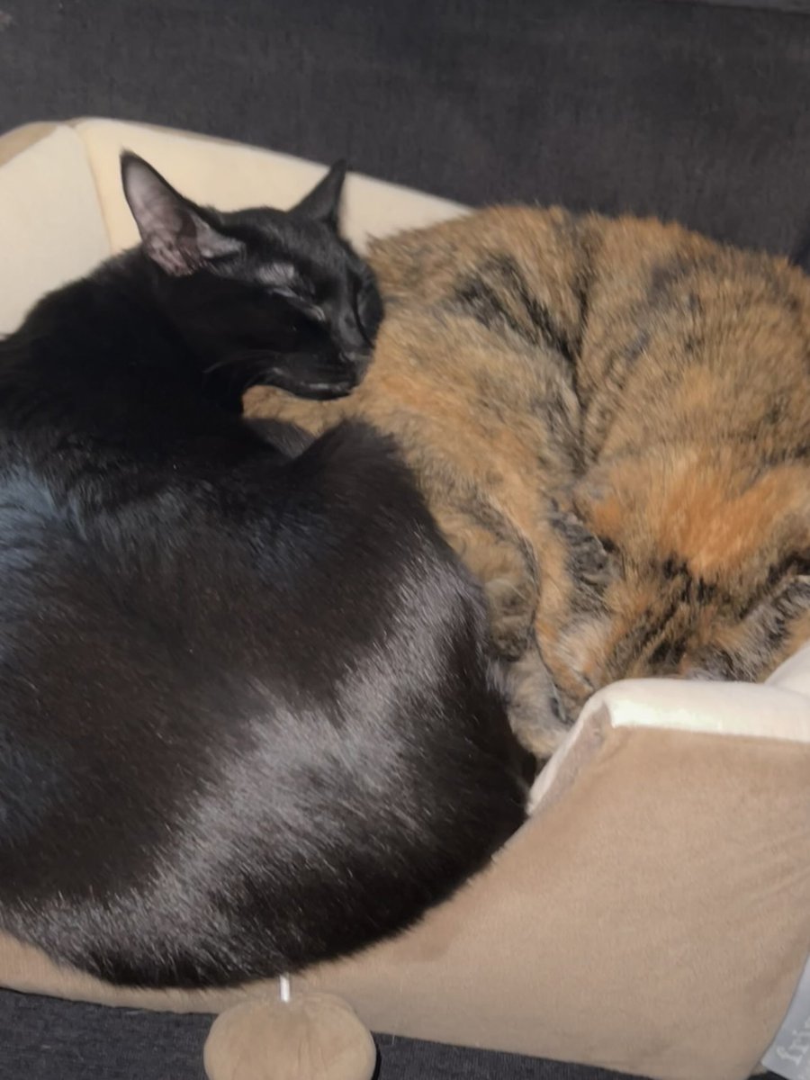 Fizzi Fizzi Fizz tweet media