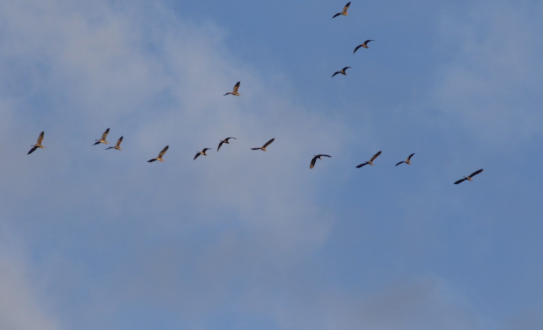 HBrand10's tweet photo. In een uur tijd 162 Purpereigers/Purple heron over de telpost ze gaan weer op reis #birds #birdwatching @trektellen #krimpenerwaard https://t.co/Fn54TdYTfI