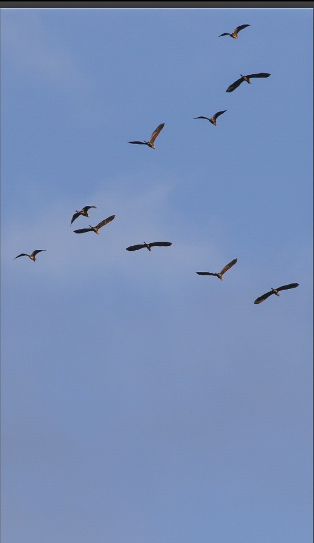 HBrand10's tweet photo. In een uur tijd 162 Purpereigers/Purple heron over de telpost ze gaan weer op reis #birds #birdwatching @trektellen #krimpenerwaard https://t.co/Fn54TdYTfI