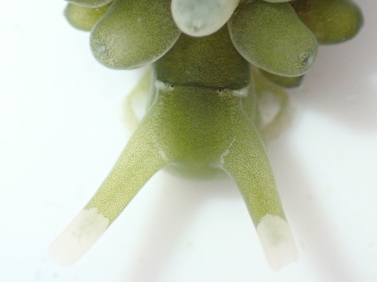 点のような目のぷよぷよした可愛い生き物がいるよ 海ブドウがないと生きていけないという生態 Togetter 点のような目のぷよぷよした可愛い生き物がいるよ 海ブドウがないと生きていけないという生態 Togetter