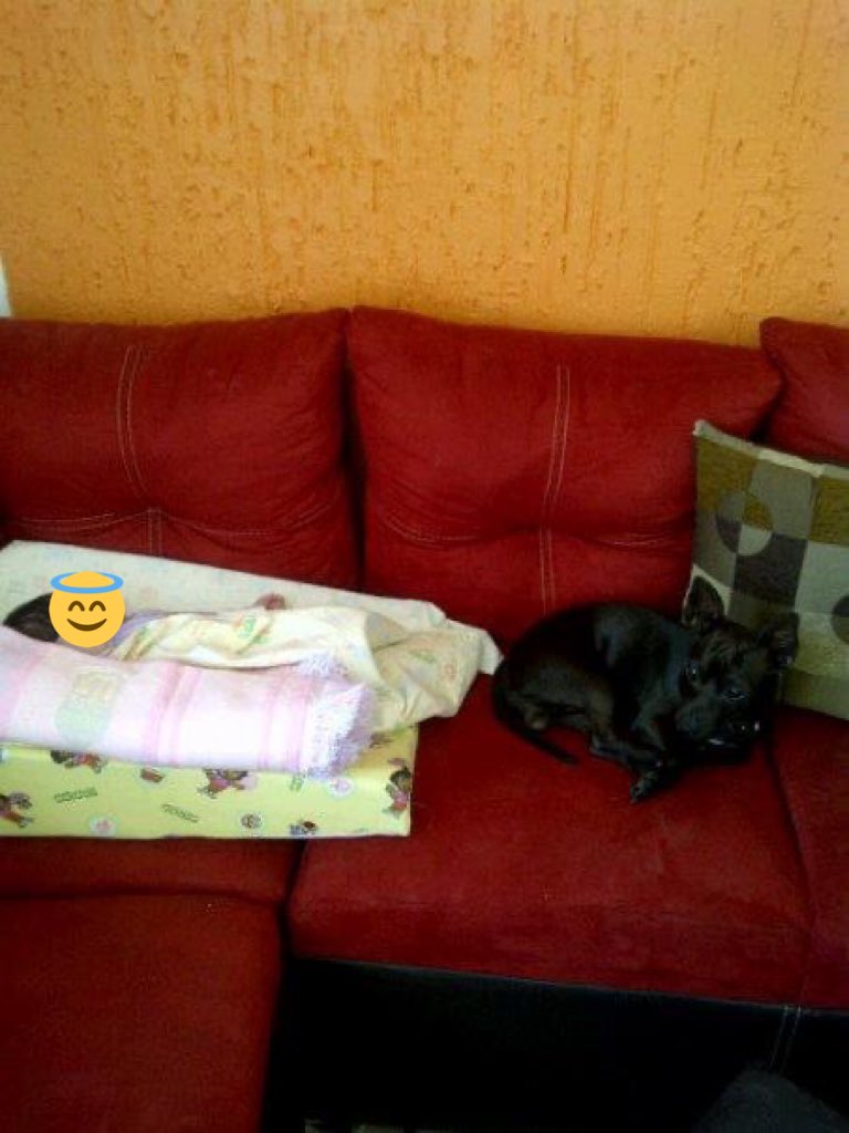 itgocu's tweet photo. @willyrock @MAXIMA1067FM @luisacham @josesports23 Mi Pitkis hermoso cuidando a la bebé, le encanta ir de copiloto en los paseos familiares y a pesar de ser pequeño no se intimida al jugar con perros más grandes que él. https://t.co/PaW9QxgHuJ
