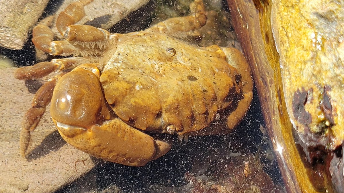 CaptRodwell's tweet photo. @WemburyMarine thanks for a great rockpool safari today https://t.co/VynzAFmJ6q