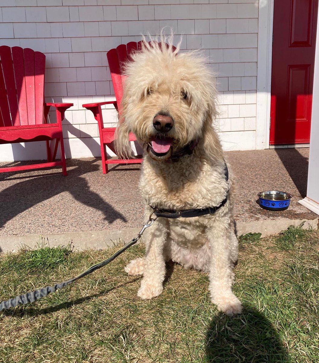 point_prim's tweet photo. Point Prim Lighthouse celebrates all our four legged friends who have recently stopped by to visit PEI's oldest lighthouse on #nationaldogday2022
🐾🐶🐕🦺🦮🐩🐕🐶🐾 #pointprimlighthouse #tourismpei #dog #furbabies https://t.co/MYHZQQjMl9