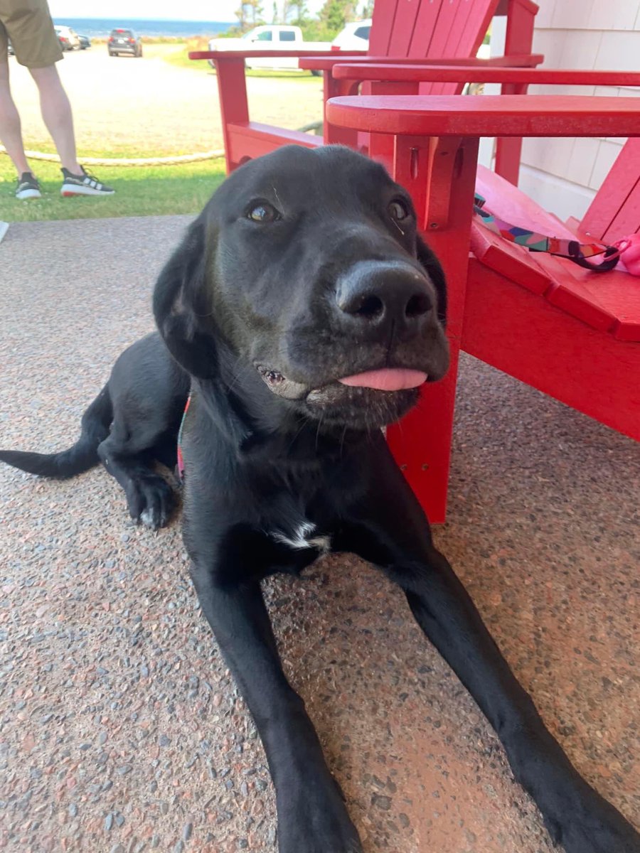 point_prim's tweet photo. Point Prim Lighthouse celebrates all our four legged friends who have recently stopped by to visit PEI's oldest lighthouse on #nationaldogday2022
🐾🐶🐕🦺🦮🐩🐕🐶🐾 #pointprimlighthouse #tourismpei #dog #furbabies https://t.co/MYHZQQjMl9