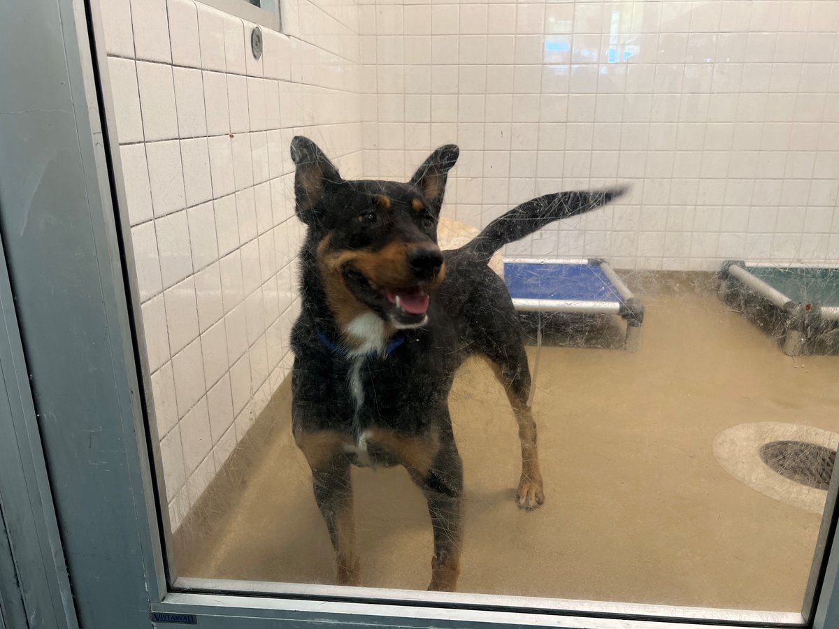 NBCDFW's tweet photo. These pups @DallasShelter are looking for a great home! Adoption fees are being waived TODAY during #ClearTheShelters! Find a participating shelter near you: https://t.co/WGjP81zm0e #CTSDFW @ClearTheShelter @NBCDFW https://t.co/AgxiEt8AR8