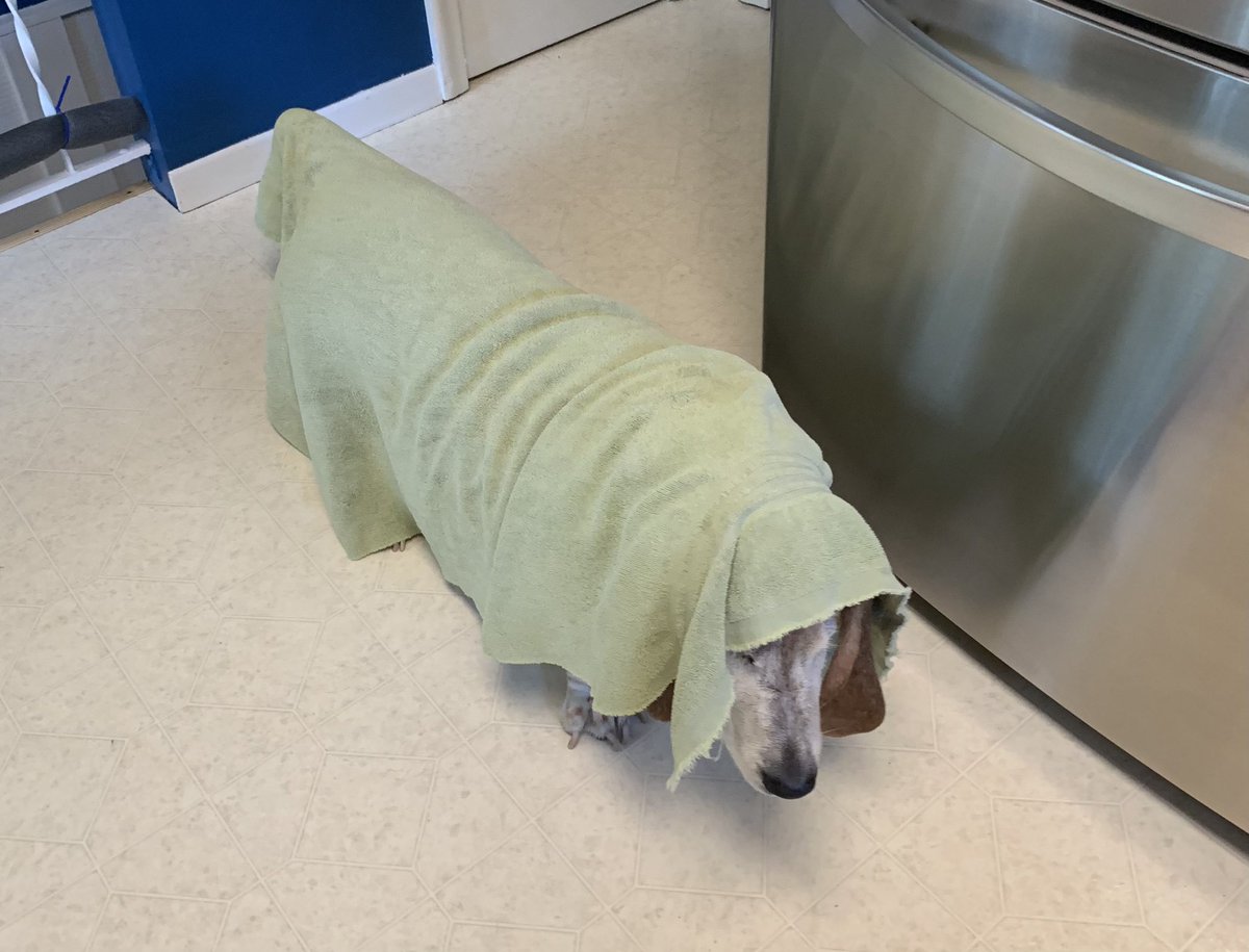 BrewskiSlug's tweet photo. A bath this morning and now having to put up with this.   What’s the number to call 9-1-1? https://t.co/zWPXcjkqZN