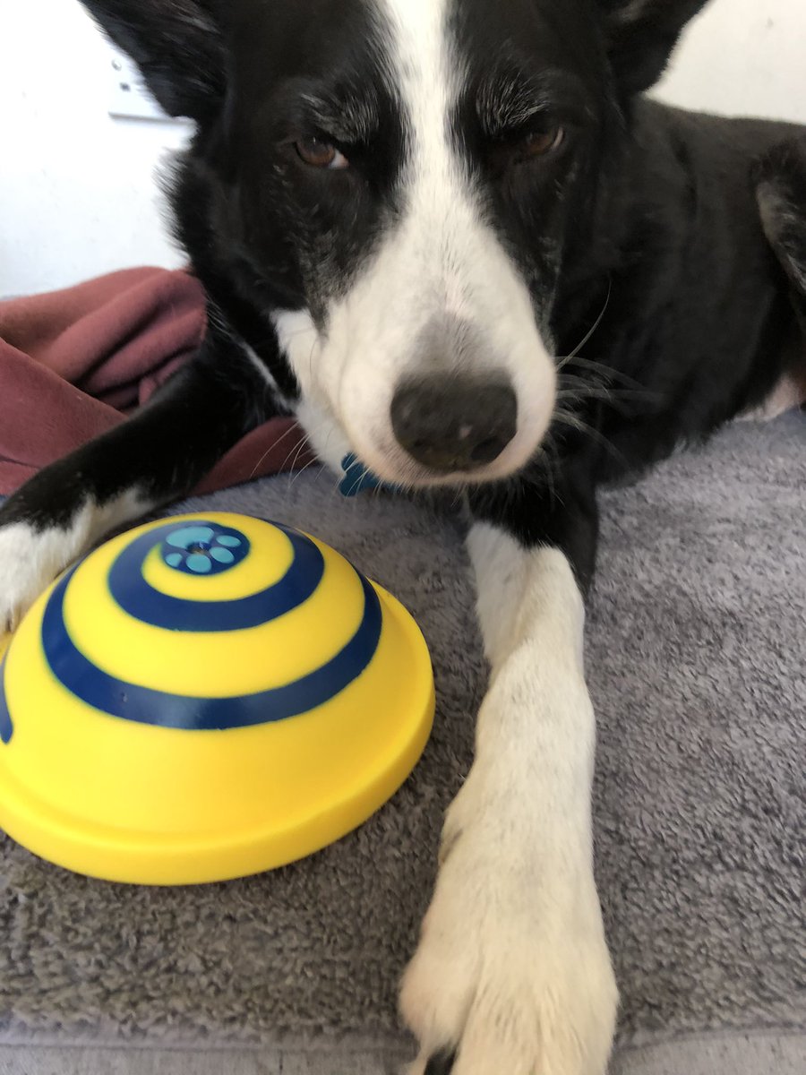 Elainecarty43's tweet photo. Happy birthday Ollie Collie, 9 today. My world 🌎 #birthdaydog #bordercollie #dogsoftwitter #myworld https://t.co/2NNNLZKAz1
