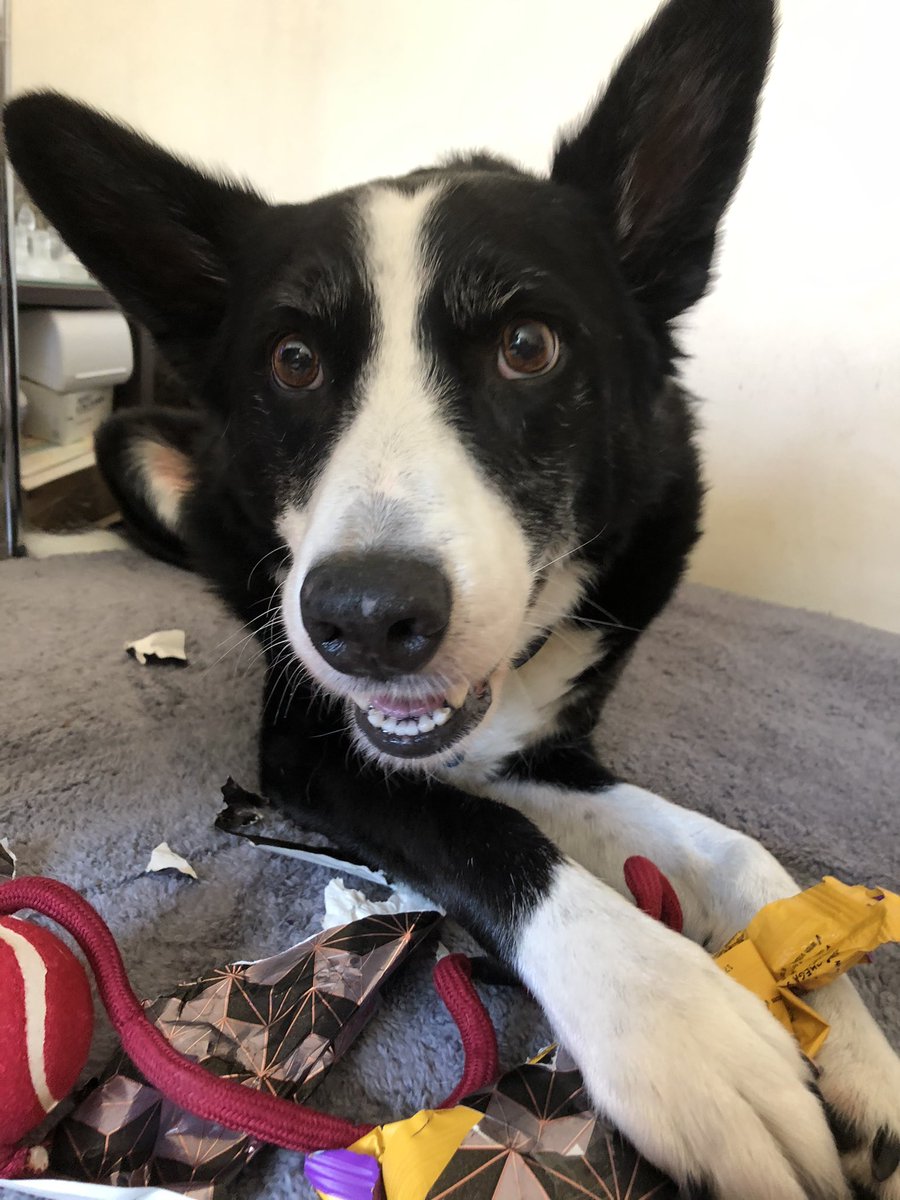 Elainecarty43's tweet photo. Happy birthday Ollie Collie, 9 today. My world 🌎 #birthdaydog #bordercollie #dogsoftwitter #myworld https://t.co/2NNNLZKAz1