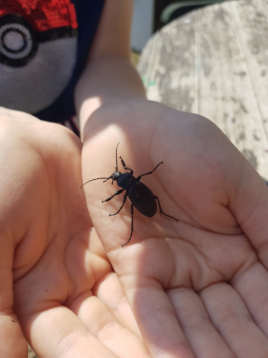 LJBees's tweet photo. Very much the star of the final @SummerwoodComm1 #bughunt of the holiday! #beetle #groundbeetle https://t.co/qUeBmli3Dr