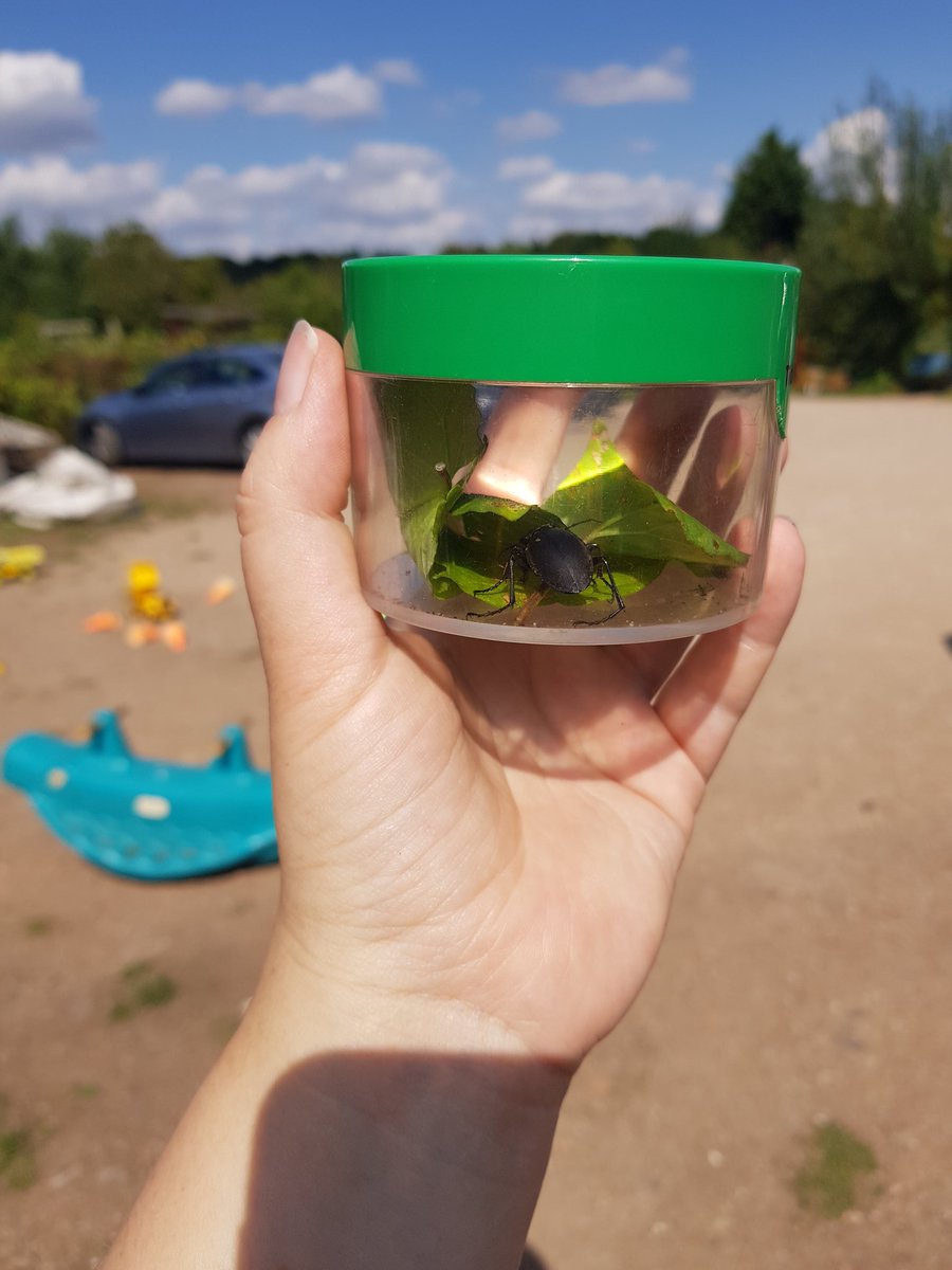 LJBees's tweet photo. Very much the star of the final @SummerwoodComm1 #bughunt of the holiday! #beetle #groundbeetle https://t.co/qUeBmli3Dr