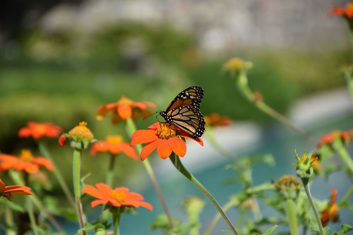 CranbrookHouse's tweet photo. Tithonia (Mexican Sunflower) is in bloom and attracting butterflies and other pollinators by the Reflecting Pool. You can enjoy these and many other beauties on a free visit to Cranbrook Gardens, courtesy of presenting sponsor @PNCBank and the support of @fleurdetroit! https://t.co/aGR4xjdd8b