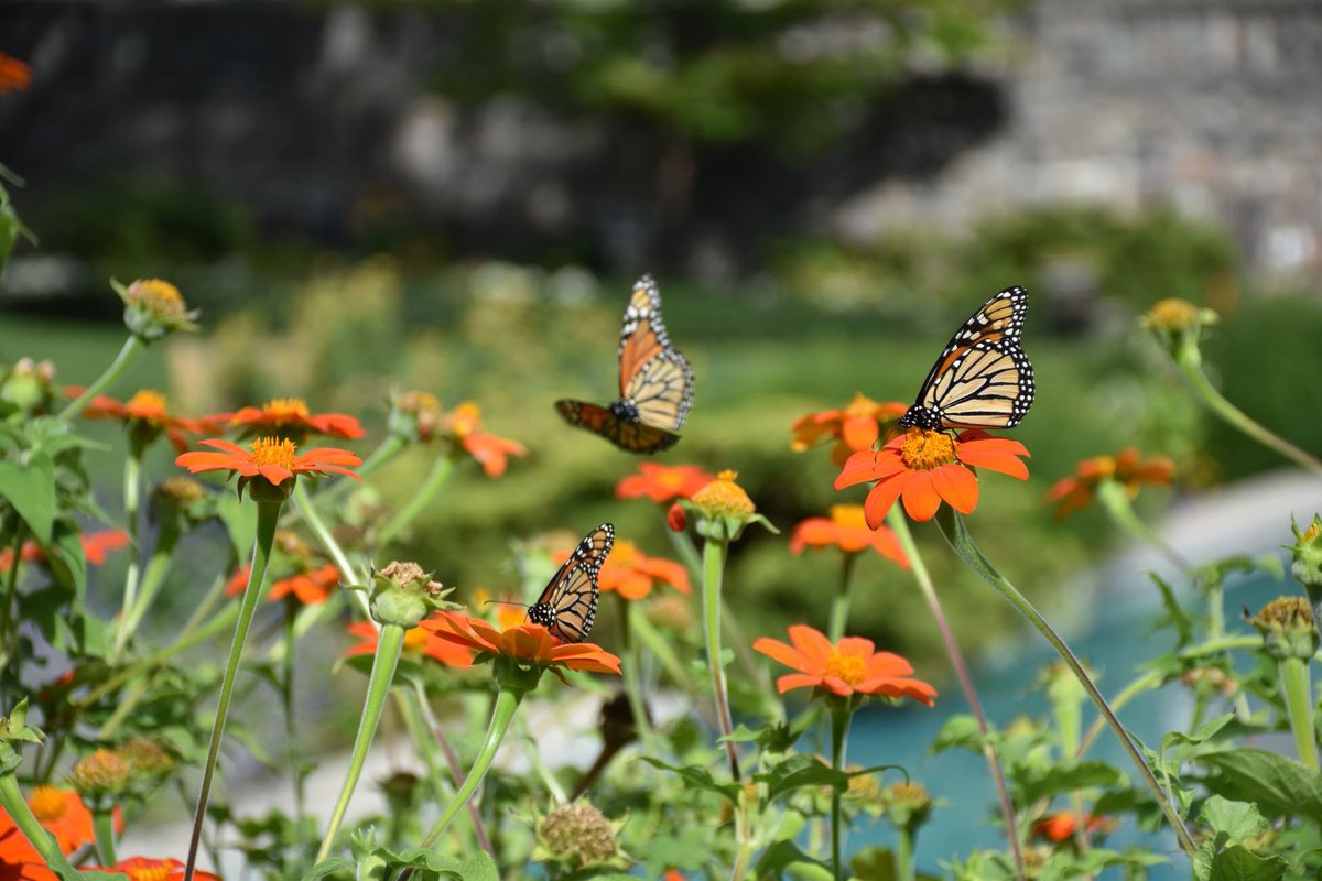 CranbrookHouse's tweet photo. Tithonia (Mexican Sunflower) is in bloom and attracting butterflies and other pollinators by the Reflecting Pool. You can enjoy these and many other beauties on a free visit to Cranbrook Gardens, courtesy of presenting sponsor @PNCBank and the support of @fleurdetroit! https://t.co/aGR4xjdd8b