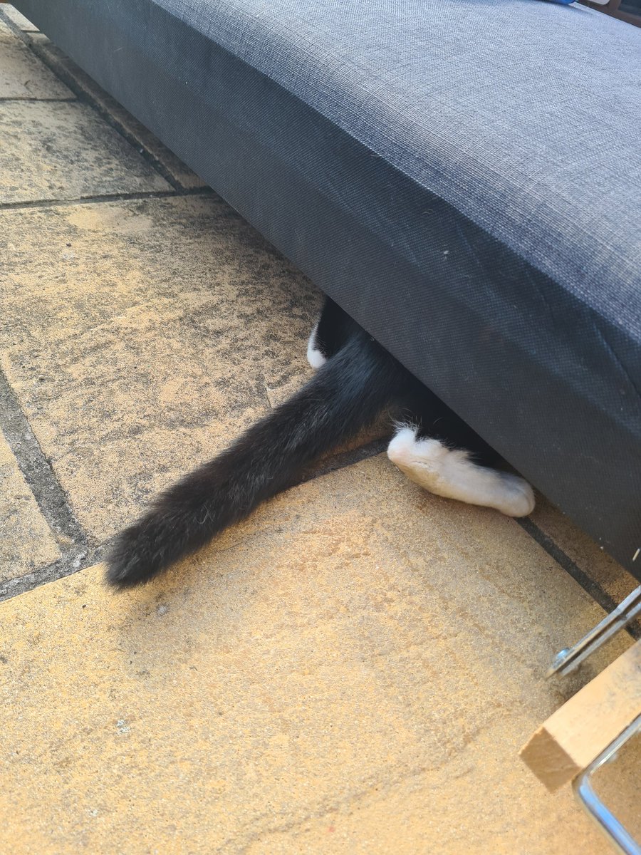 KaebolA's tweet photo. @LynnChateau Oreo Socks is playing hide and seek!  He's a tad amateur if you ask me 😉 https://t.co/lnB67iy0Yj