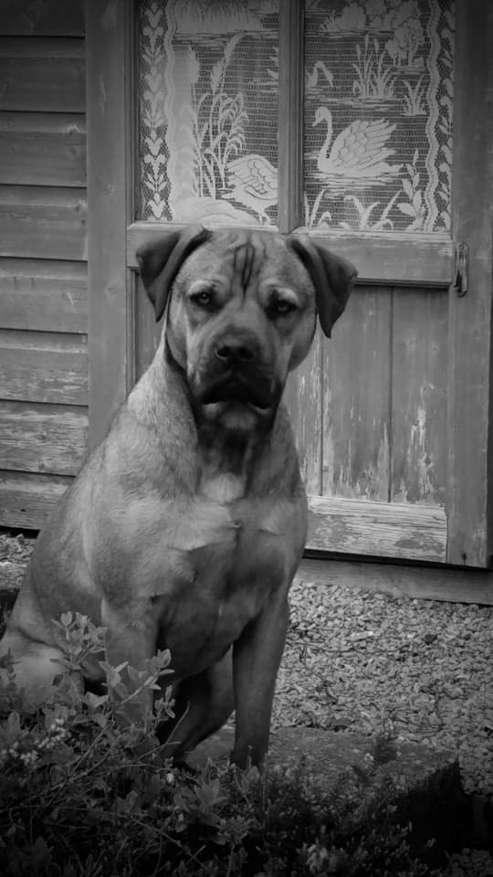 Happy International Dogs Day.  Niño.