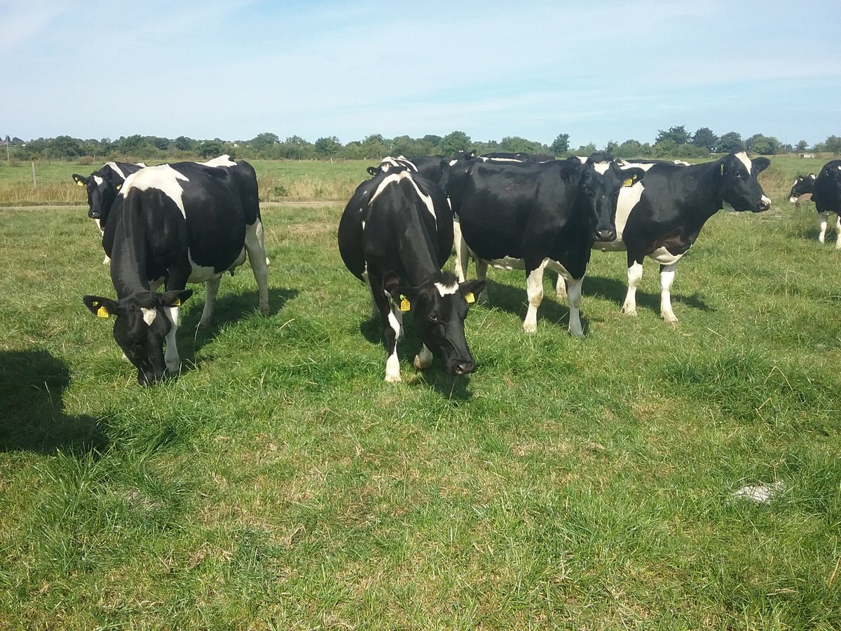 Gearoid Maher, Killuragh pedigree Friesian breeder, Cappamore, Limerick with wife Sarah, daughter Sally Kate (aged 3) &amp; family today hosted an open farm walk <a href="/farmfornature/">Farming For Nature</a> "Building biodiversity on a conventional dairy farm" <a href="/IrishFriesian/">Irish Friesian Club</a> #britishfriesian