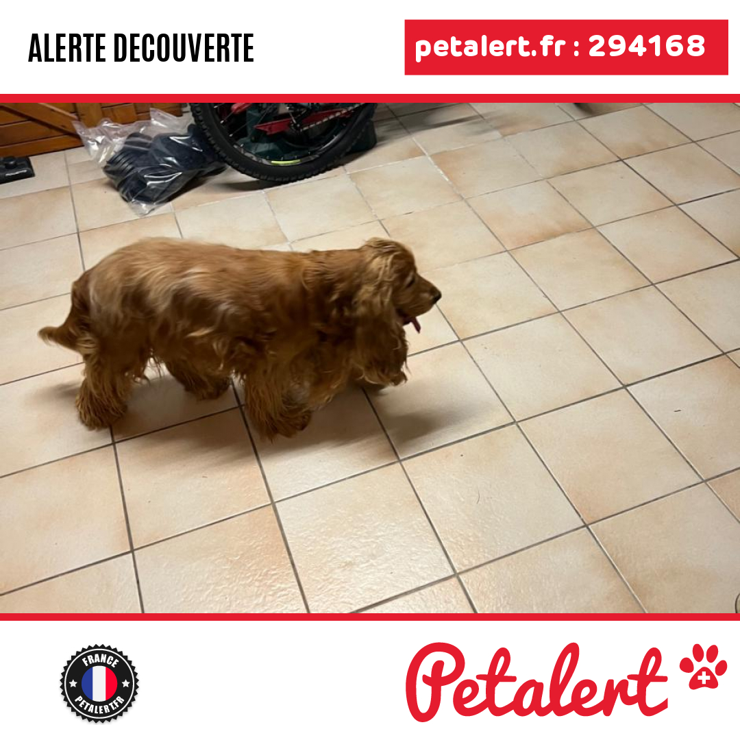 petalert_france's tweet photo. Trouvé #Chien #HauteSavoie #Allinges #Petalert  #PetAlert74 / https://t.co/gjKhXGNDtU https://t.co/UKZ0slmYoT