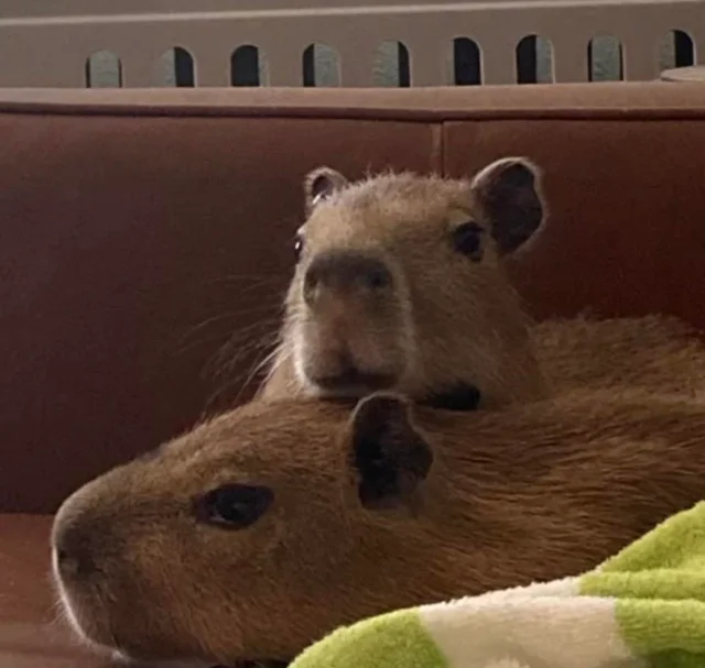 TrueEnderRB tweet media