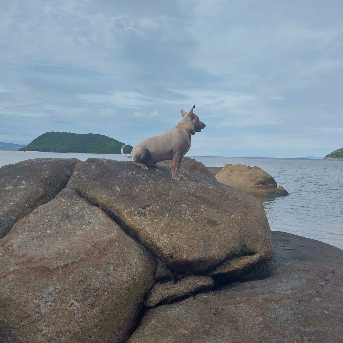 PeachyPT's tweet photo. Morning walkies and Rock climbing at 7am! #thairidgebackmix #templedog #RescueDogs #kohphangan #Thailand https://t.co/4zvJBhOseT