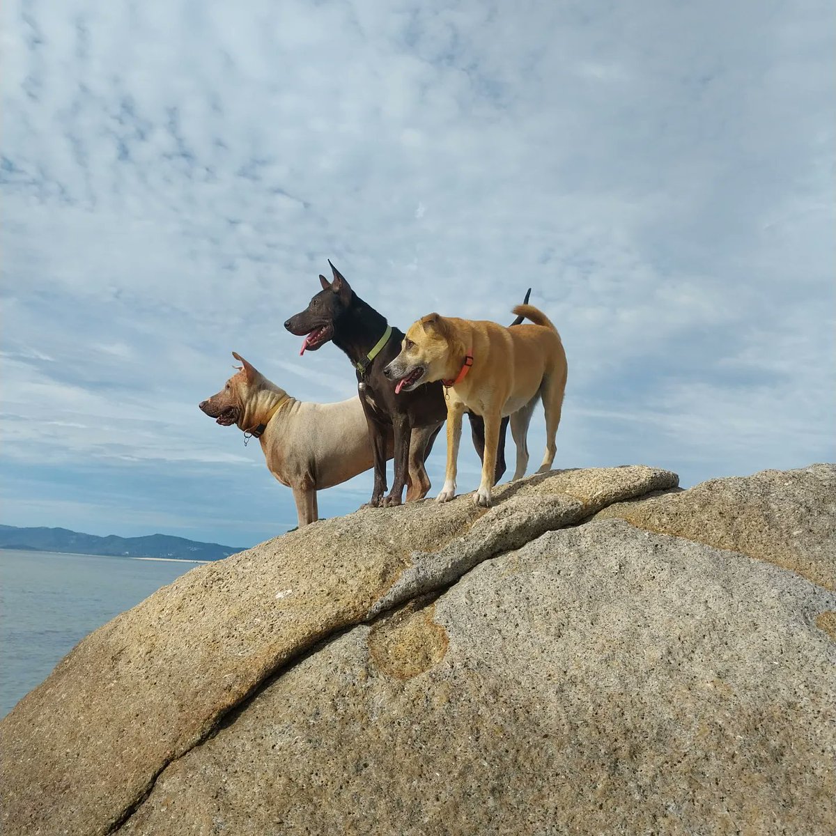 PeachyPT's tweet photo. Morning walkies and Rock climbing at 7am! #thairidgebackmix #templedog #RescueDogs #kohphangan #Thailand https://t.co/4zvJBhOseT