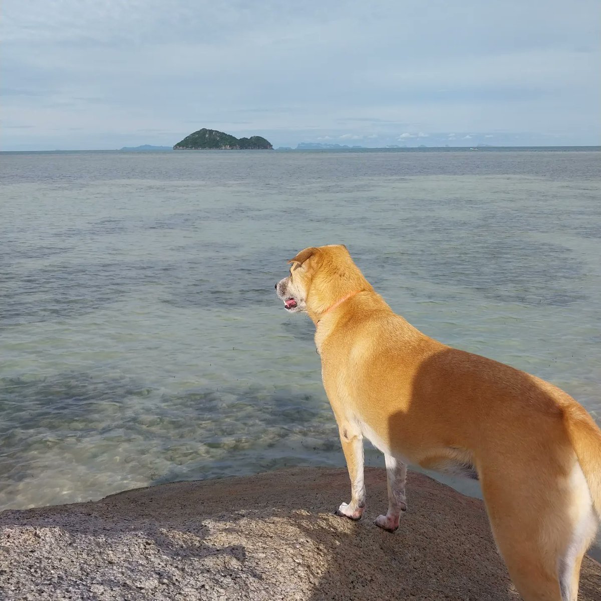 PeachyPT's tweet photo. Morning walkies and Rock climbing at 7am! #thairidgebackmix #templedog #RescueDogs #kohphangan #Thailand https://t.co/4zvJBhOseT