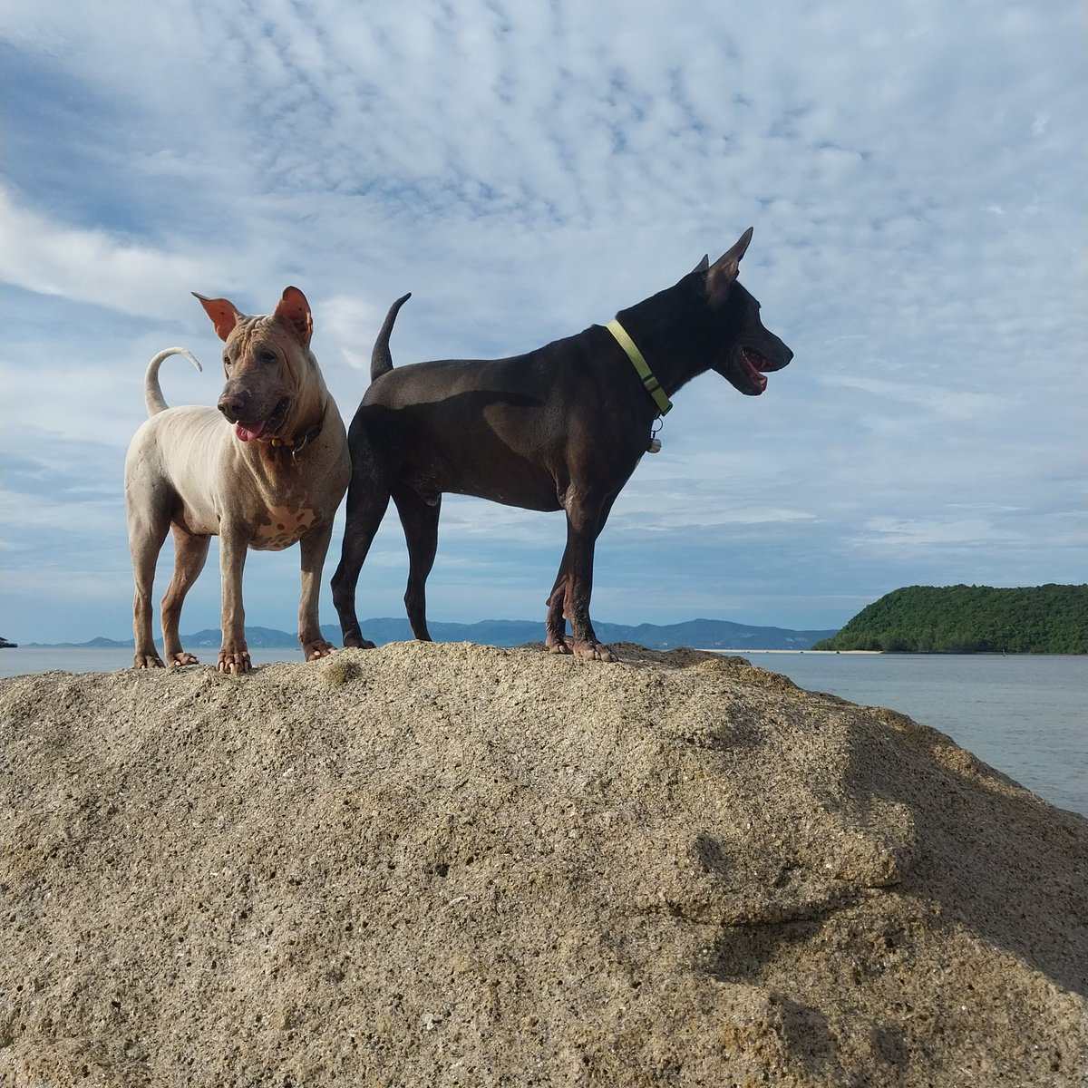 PeachyPT's tweet photo. Morning walkies and Rock climbing at 7am! #thairidgebackmix #templedog #RescueDogs #kohphangan #Thailand https://t.co/4zvJBhOseT