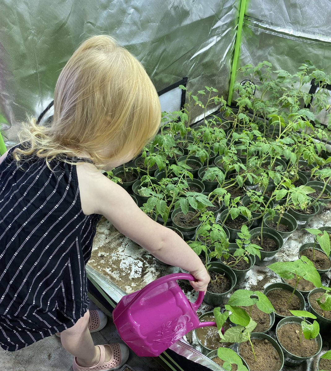 MathewVankough1's tweet photo. Sometimes I have to go to the lab on the weekends to water the plants. This time I brought some help. @NSCCavc @NSCCResearch https://t.co/i4E3KGJikm