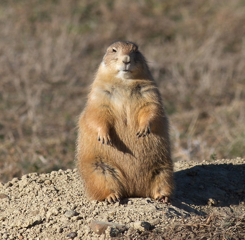 TrueEnderRB tweet media