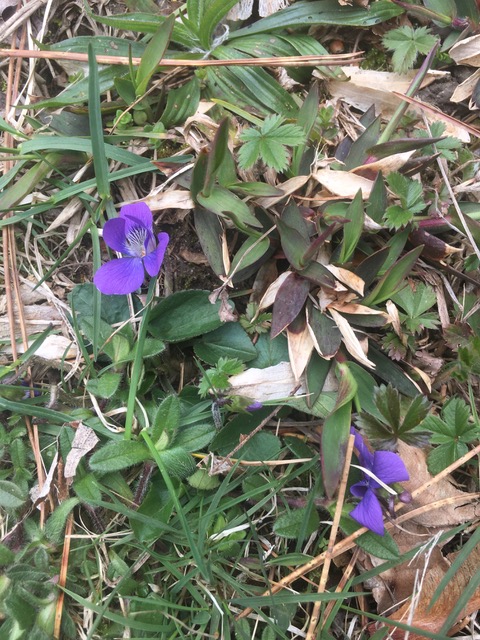 NJSOC_Friends's tweet photo. Our popular Wild Edibles program is back for fall! 🍂🍁🌾
Join us on Oct. 8th at the NJSOC &amp; you can learn how to safely identify &amp; enjoy all the nutritious plants right at your feet! Please reserve your spot at: https://t.co/iDAvNytArj  
#wildedibles #foraging #wildnutrition https://t.co/XsQ4YsdkXu