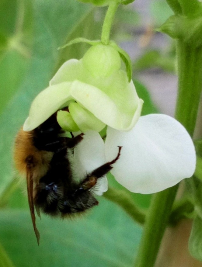 ManicBeata's tweet photo. Is it a #BeanUpdate🌱 or a #BeeUpdate🐝 ? https://t.co/4ykeYE3oEf