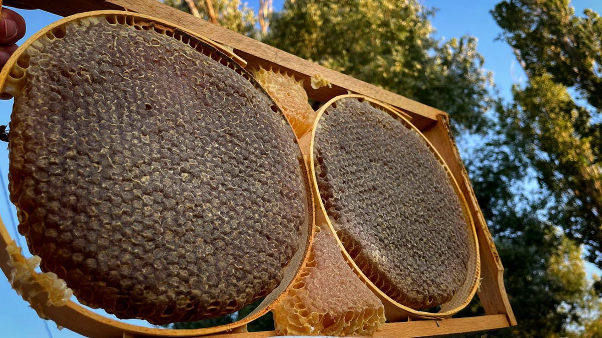 3 çeşit organik karakovan petek ballarımız hazır.Karakovan esmer çiçek, karakovan kekik kızıl ve kekik esmer.Suni balmumu katkı vs hiçbir şey yoktur. Şifalı, yüksek prolinli, aromalı, lezzetli ballarımızı çok beğeneceksiniz.2000 rakımlı Kelkit yaylasından.İstanbul elden teslim.