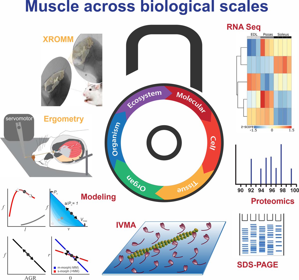 Nicolai Konow (@konowlab) on Twitter photo We're hiring! Our exciting Int-BIO grant from <a href="/NSF/">U.S. National Science Foundation</a> is now live. Come study multi-scale determinants of #biteforce across rodent morphotypes. Please get in touch ASAP if you're a motivated and collaborative scientist (BSc, PostBac, MSc, PhD, Postdoc), and share and RT widely (1/5) We're hiring! Our exciting Int-BIO grant from <a href="/NSF/">U.S. National Science Foundation</a> is now live. Come study multi-scale determinants of #biteforce across rodent morphotypes. Please get in touch ASAP if you're a motivated and collaborative scientist (BSc, PostBac, MSc, PhD, Postdoc), and share and RT widely (1/5)